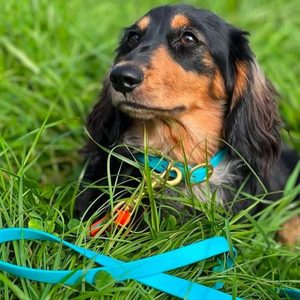 Products: Dog Lead