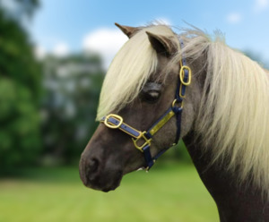 Products: Mini Halter