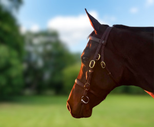 Horse Bridle