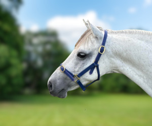 Pony Halter