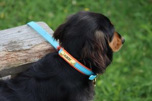 Dog Collar