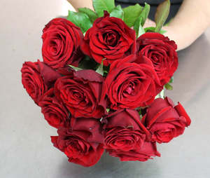 Dozen NZ Short Stem Red Roses