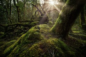 Products: Routeburn 02 - Romer Gallery