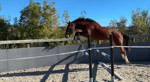 Sales Horses: Collateral RF