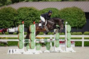 Stallions At Stud: Up n Go RF