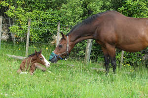 Breeding: Foal Alarm Hire