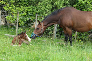 Foal Alarm Hire