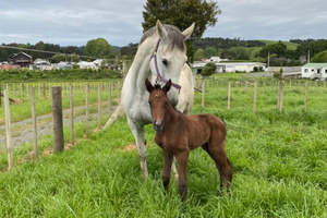 Breeding: Foaling Down