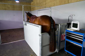 Breeding: Breeding Services