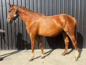 Unbroken Youngstock Available: Kenzie RF - 3yo mare