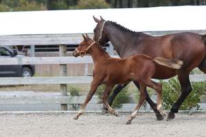 Unbroken Youngstock Available: Catalyst RF - weanling gelding