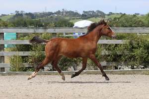 Unbroken Youngstock Available: Up To Chance RF - 1yo gelding