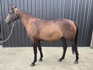 Unbroken Youngstock Available: Bailey RF - 2yo filly