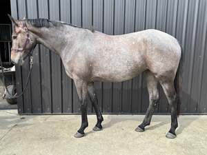Unbroken Youngstock Available: Anastasia MSH - 3yo in foal to Up n Go RF