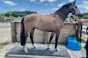 Treadmill Vitafloor: Horse Weighing