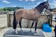 Horse Weighing