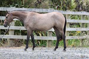 Unbroken Youngstock Available: Anastasia MSH