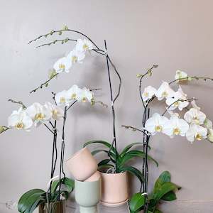 Plant: White Phalaeonopsis Plant