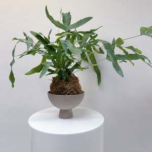 Plant: Kokedama - Blue Star