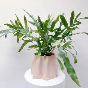 Plant: Phlebodium Aureum - Blue Star