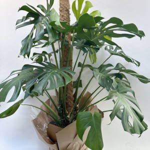 Plant: Large Monstera Deliciosa