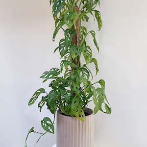 Plant: Monkey Mask on Coir Poll