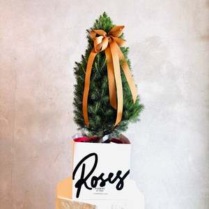 The Christmas Collection: Miniature Living Christmas Tree