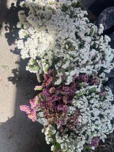 Statice fresh bunches - Special Price