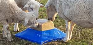 Hannah Test Collection: Salt Lick block holder