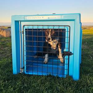 Dog Crates: The Dog Box