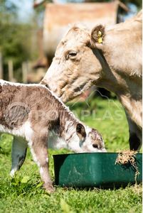 Livestock: Animal Feed Bin