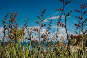 Gifts: Rotoroa Island Trust Gift Card