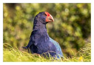 Rotoroa Mementos: Rotoroa Island Postcards