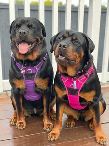 Truelove Dog Front Range 3M Comfort Harness - Rottweiler Rescue