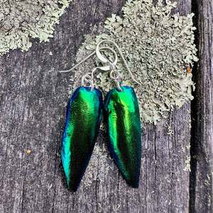 Shop All: Scarab beetle wing earrings
