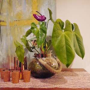Plant: Anthurium Planter