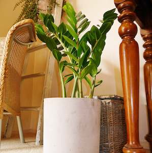 Plant: Zanzibar Planter