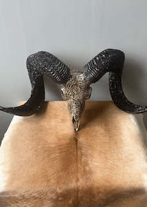 Authentic Hand Carved Ram Skull