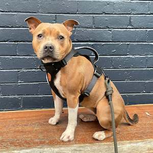 Dog Harness: ARCTIC SAMMY Adventure Dog Harness - BLACK