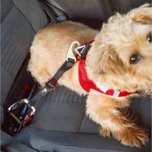 CURLI Safety Belts