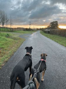 Leads: ARCTIC SAMMY Double Dog Lead - Mackenzie