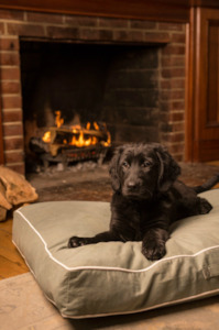 Dog Gone Smart Dog Bed - COFFEE