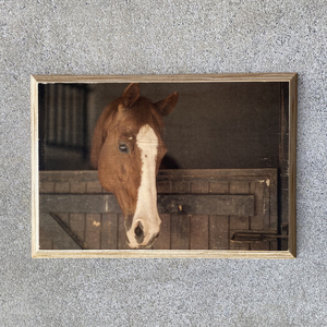 Products: Bevel Edged Horse Print – Rustic Printz Limited