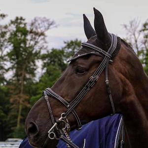 Silver Crown Bridles 1: Silver Crown Bridle Black  with Half Moon  Noseband