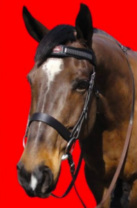 Flies & Sun Fountain City Saddlery: Fly Armor Browband W/ 2 Pads