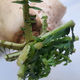 Diakon radish