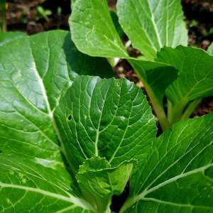 Asian greens: Pak Choy