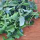 Rocket 90g (spray free)