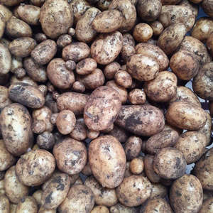 Products: Potatoes (spray free)