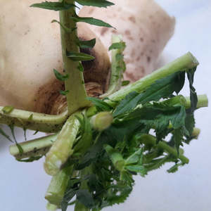 Diakon Radish (spray free)